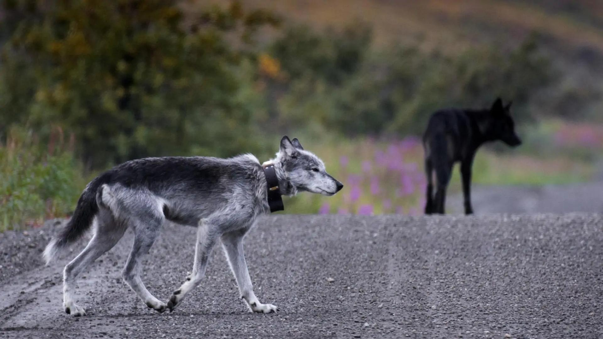 A Good Wolf 