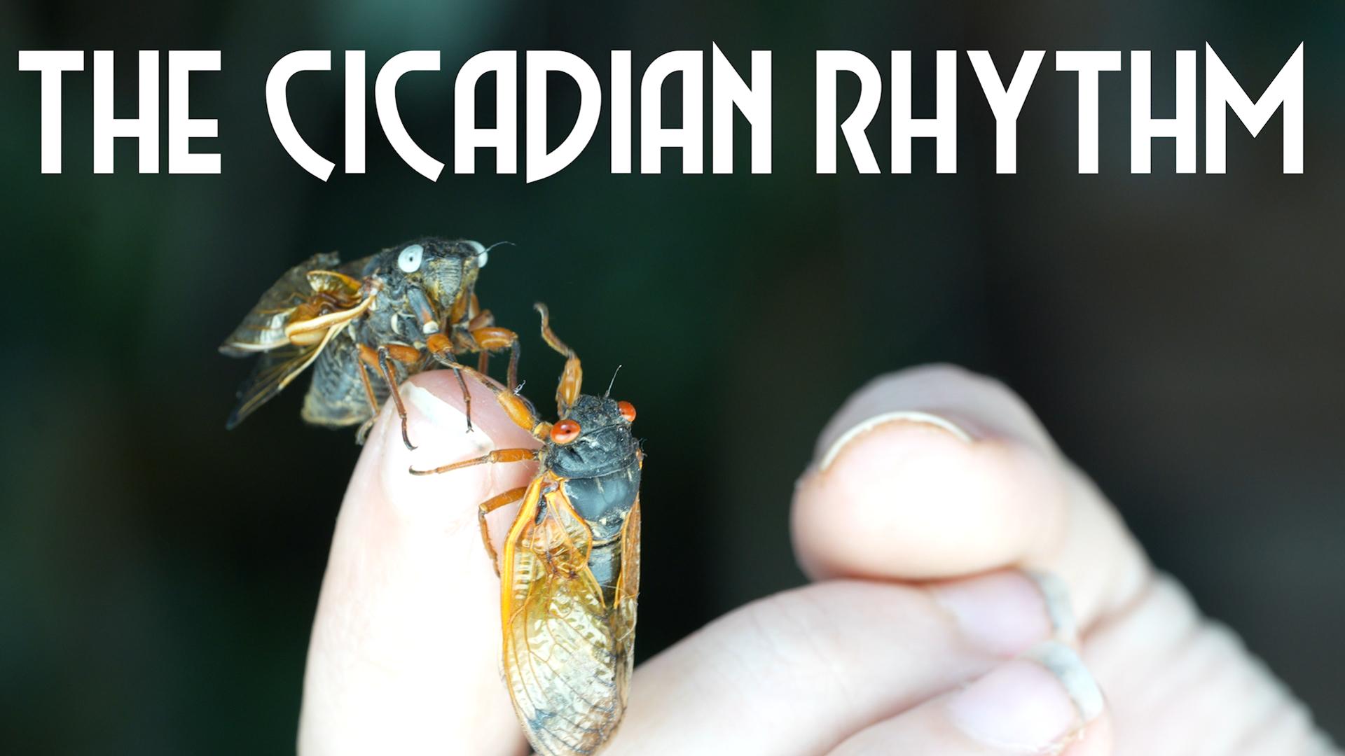 The Cicadian Rhythm