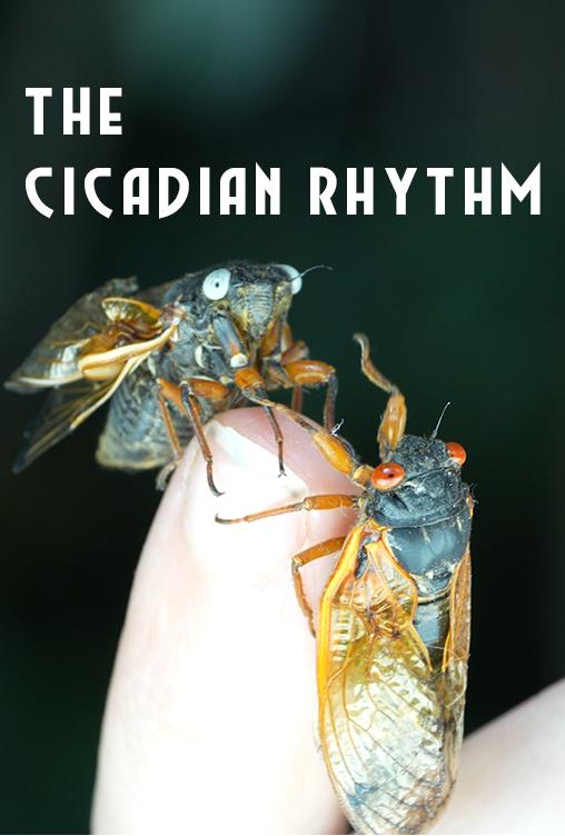 The Cicadian Rhythm